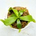 Nepenthes Veitchii xLVTP