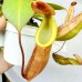 Nepenthes （andamana x northaina）x（lowii x campanulata） 