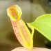 Nepenthes（Northiana x Veitchii ）x northiana