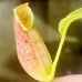 Nepenthes（Northiana x Veitchii ）x northiana