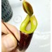 Nepenthes（Maxima x Boschiana）x （(ventricosa x sibuyanensis) x Jacquelineae）