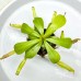 Nepenthes （veitchii x northiana）x (ventricosa x sibuyanensis) x jacquelineae