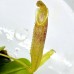 Nepenthes （veitchii x northiana）x (ventricosa x sibuyanensis) x jacquelineae