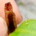 Nepenthes hurrelliana x veitchii candy dream 