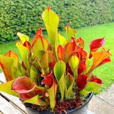 Heliamphora Nutans