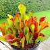 Heliamphora Nutans
