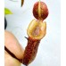 Nepenthes（Maxima x Boschiana）x （(ventricosa x sibuyanensis) x Jacquelineae）