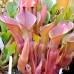Heliamphora Nutans