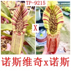 Nepenthes（Northiana x Veitchii ）x northiana