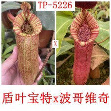 Nepenthes（peltata x truncata - giant EP） x （bokorensis x veitchii EP）