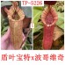 Nepenthes（peltata x truncata - giant EP） x （bokorensis x veitchii EP）