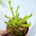 Heliamphora Nutans