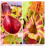 Nepenthes  Lowii x LVTP 