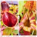Nepenthes  Lowii x LVTP 