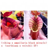Nepenthes（viking x ampullaria  black miracle ） x （northiana x veitchii）