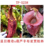 Nepenthes （spectabilis x veitchii）x（ (ventricosa x sibuyanensis) x jacquelineae）