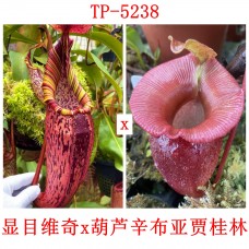 Nepenthes （spectabilis x veitchii）x（ (ventricosa x sibuyanensis) x jacquelineae）