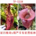 Nepenthes （spectabilis x veitchii）x（ (ventricosa x sibuyanensis) x jacquelineae）