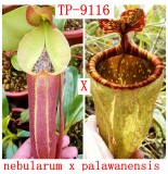 Nepenthes Nebularum x palawanensis