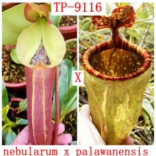 Nepenthes Nebularum x palawanensis