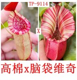 Nepenthes Thorelii x veitchii candy dream