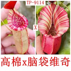 Nepenthes Thorelii x veitchii candy dream