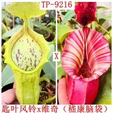 Nepenthes（Spathulata x Campanulata） x veitchii CD（TP）