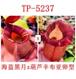 Nepenthes（viking x ampullaria  black miracle ） x （(ventricosa x sibuyanensis) x ovata）