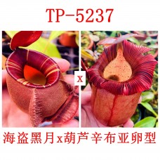 Nepenthes（viking x ampullaria  black miracle ） x （(ventricosa x sibuyanensis) x ovata）