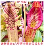 Nepenthes（Northiana x Veitchii ）x [(Rokko 'Exotica' x boschiana) x veitchii] x (lowii x zakriana)