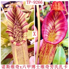 Nepenthes（Northiana x Veitchii ）x [(Rokko 'Exotica' x boschiana) x veitchii] x (lowii x zakriana)