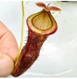 Nepenthes（merrilliana x campanulata）x (ventricosa x sibuyanensis) x jacquelineae