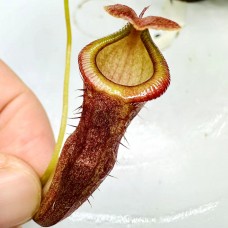 Nepenthes（merrilliana x campanulata）x (ventricosa x sibuyanensis) x jacquelineae