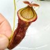 Nepenthes（merrilliana x campanulata）x (ventricosa x sibuyanensis) x jacquelineae