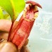 Nepenthes Thorelii x veitchii candy dream