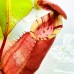 Nepenthes Thorelii x veitchii candy dream