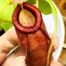 Nepenthes（viking x ampullaria  black miracle ） x （(ventricosa x sibuyanensis) x ovata）