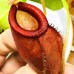 Nepenthes（viking x ampullaria  black miracle ） x （(ventricosa x sibuyanensis) x ovata）