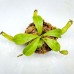 Nepenthes（Spathulata x Campanulata） x veitchii CD（TP）
