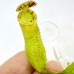 Nepenthes（Spathulata x Campanulata） x veitchii CD（TP）