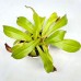 Nepenthes（viking x ampullaria  black miracle ） x （northiana x veitchii）