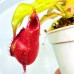 Nepenthes（viking x ampullaria  black miracle ） x （northiana x veitchii）
