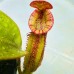 Nepenthes（Northiana x Veitchii ）x [(Rokko 'Exotica' x boschiana) x veitchii] x (lowii x zakriana)