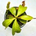 Nepenthes（Northiana x Veitchii ）x [(Rokko 'Exotica' x boschiana) x veitchii] x (lowii x zakriana)