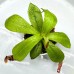 Nepenthes （spectabilis x veitchii）x（ (ventricosa x sibuyanensis) x jacquelineae）