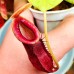 Nepenthes （spectabilis x veitchii）x（ (ventricosa x sibuyanensis) x jacquelineae）