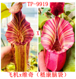 Nepenthes   [(Rokko’Exotica’ x boschiana) x veitchii] x {[(lowii x veitchii) x boschiana] x (maxima x mira)} X veitchii CD（TP）