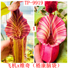 Nepenthes   [(Rokko’Exotica’ x boschiana) x veitchii] x {[(lowii x veitchii) x boschiana] x (maxima x mira)} X veitchii CD（TP）