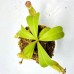 Nepenthes  [(Rokko ‘Exotica’ x boschiana) x veitchii H/L] x veitchii (m) x veitchii CD（tp）