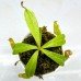 Nepenthes  Lowii x LVTP 